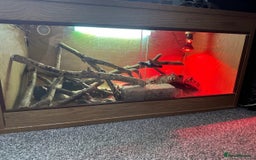 Bearded Dragon reptiles for sale: Young Bearded Dragon For Sale - Image 2