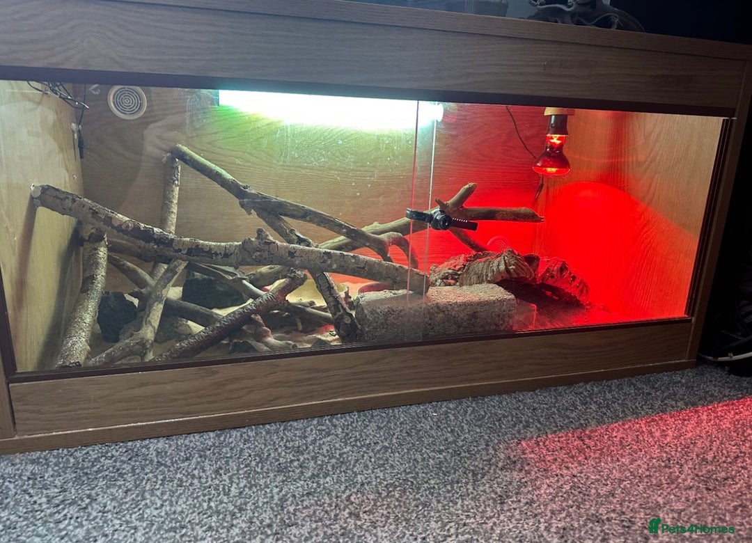 Bearded Dragon reptiles for sale: Young Bearded Dragon For Sale - Image 2