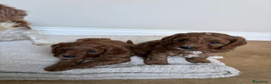 Cavapoo 1