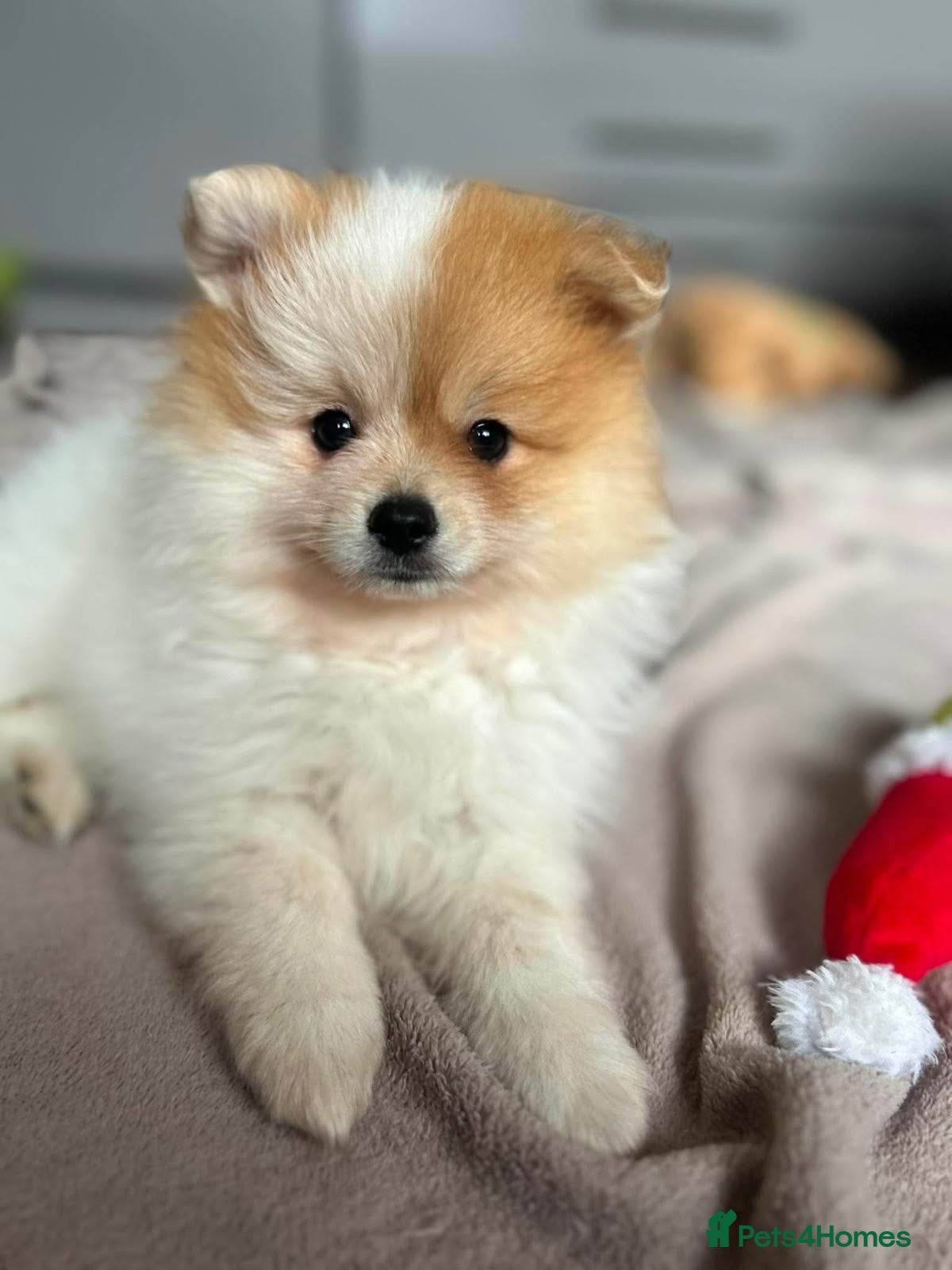 Pomeranian dogs READY TO LEAVE !! - Advert 14