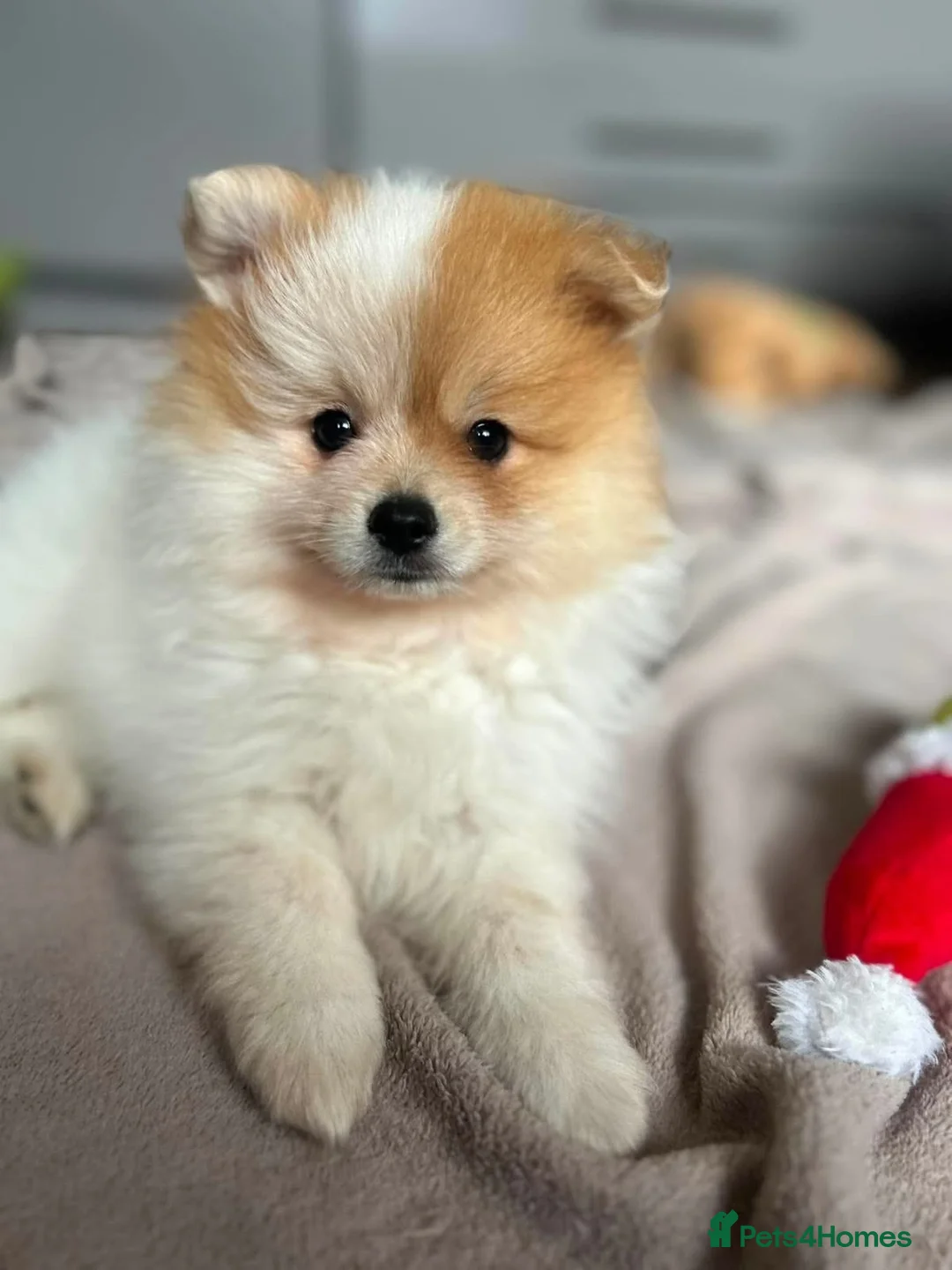 Pomeranian dogs for sale: READY TO LEAVE !! - Advert 1
