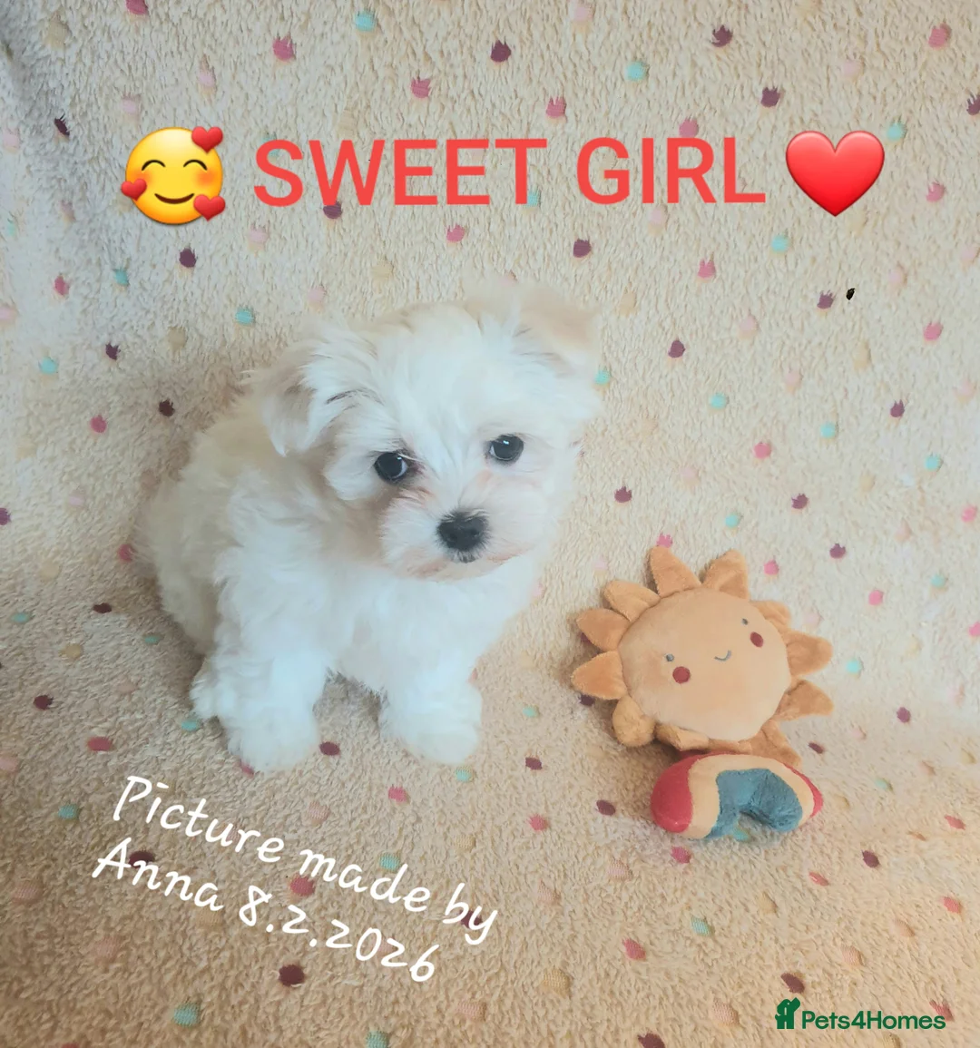 Maltese dogs for sale: Maltese ♡ Pedigree ♡  - Advert 12