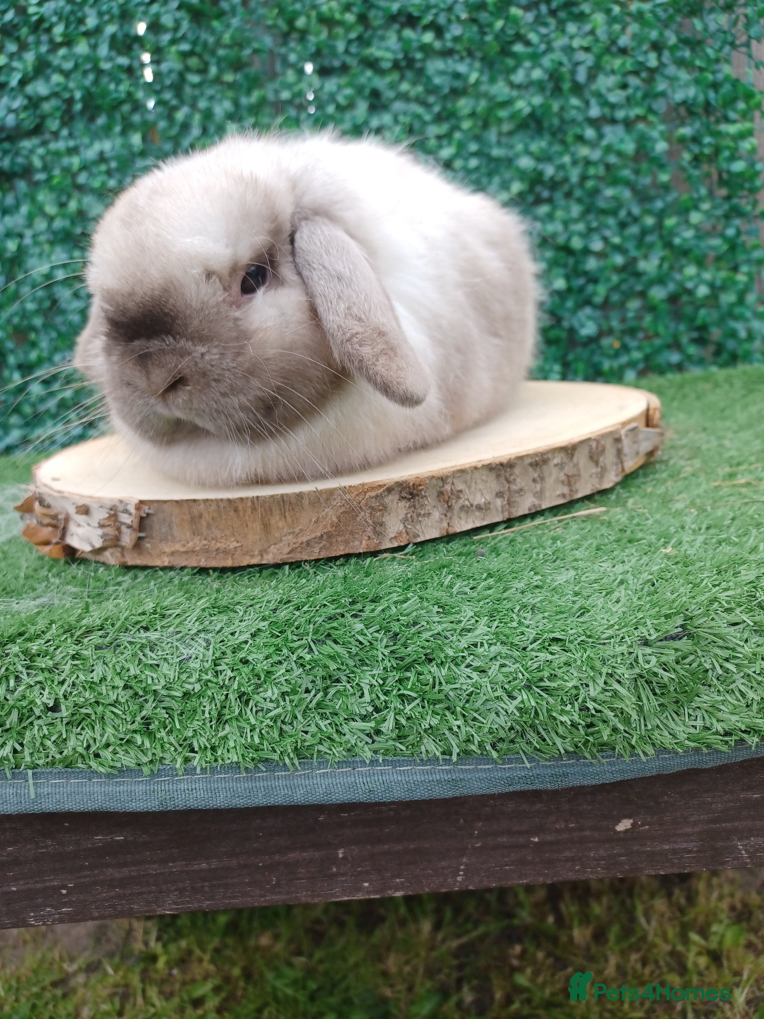 Mini Lop rabbits Mini Lop Doe 6months  - Advert 5