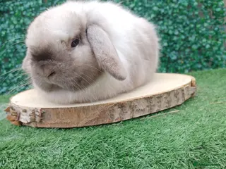 Mini Lop rabbits Mini Lop Doe 6months - Advert 5