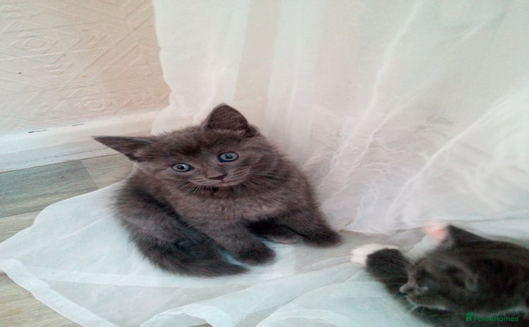 Russian Blue cats - Advert 1
