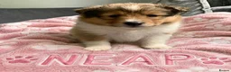 Shetland Sheepdog dogs for sale: KC SHETLAND SHEEPDOG PUPS  - Advert 1