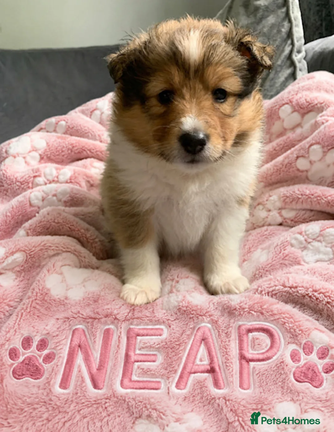 Shetland Sheepdog dogs for sale: KC SHETLAND SHEEPDOG PUPS  - Advert 1