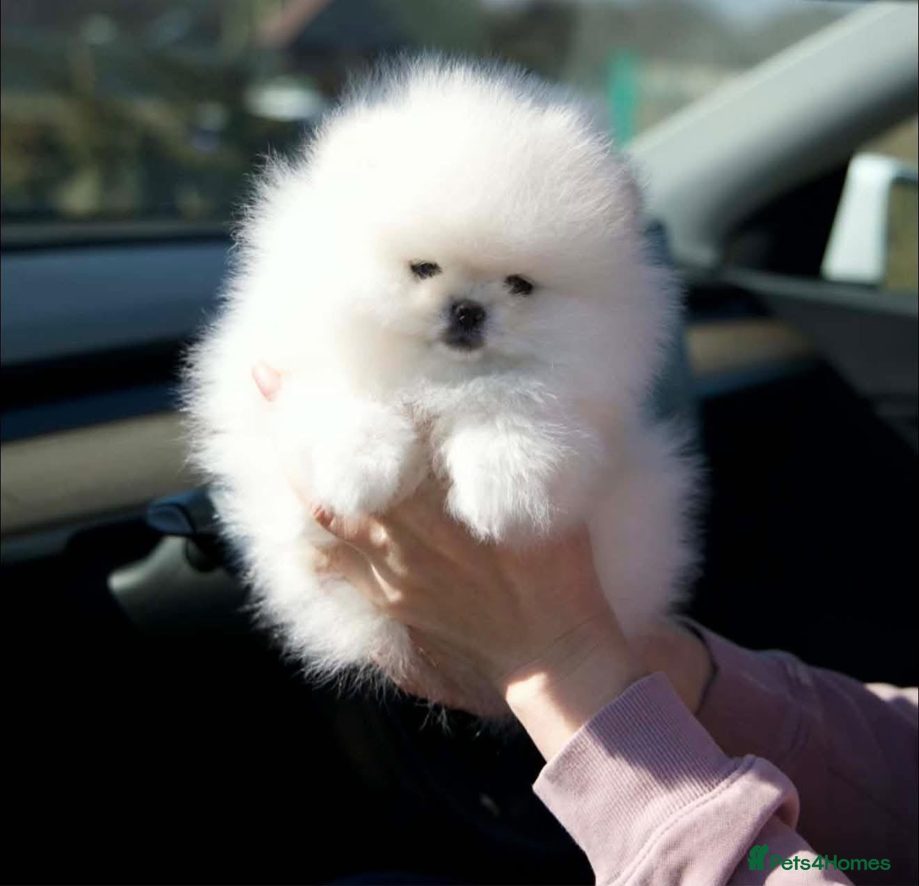 Pomeranian dogs for sale: Xxxx small pure white KC puppies  - Advert 3