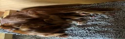 Cocker Spaniel dogs for sale: KC working cocker spaniel puppies  - Advert 4