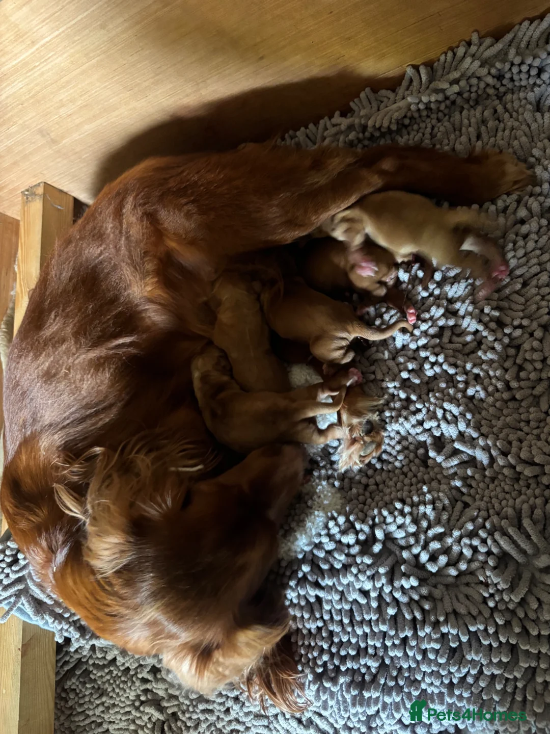 Cocker Spaniel dogs for sale: KC working cocker spaniel puppies  - Advert 4