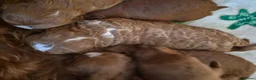 Sproodle dogs for sale: Stunning Red Sproodles  - Advert 3