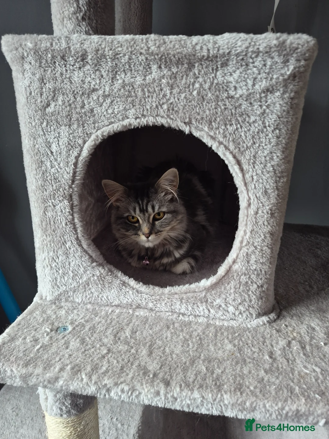 Mixed Breed cats for sale: Maincoon cross 8 month old female in Darlington - Advert 2