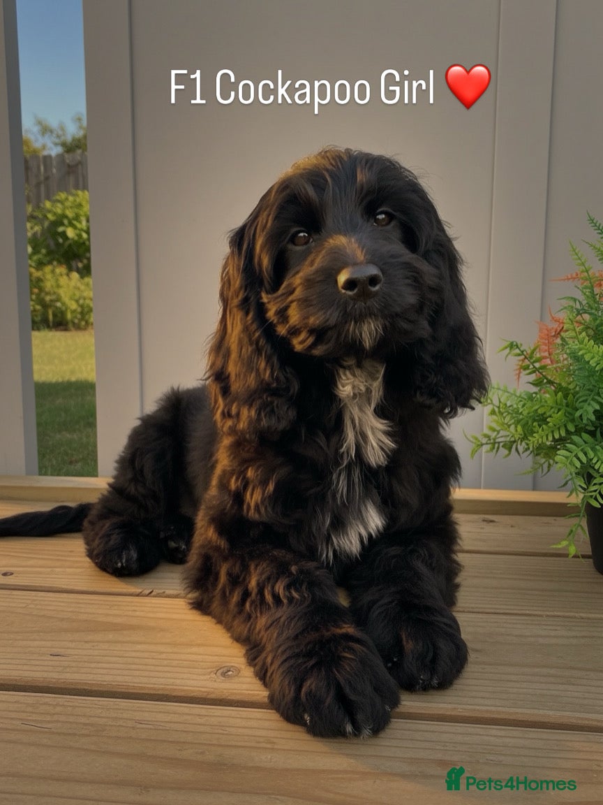 Cockapoo dogs F1 Show black Cockapoo girl  ready now - Advert 7