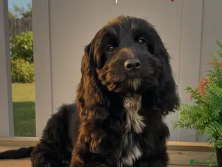 Cockapoo dogs F1 Show black Cockapoo girl ready now - Advert 7
