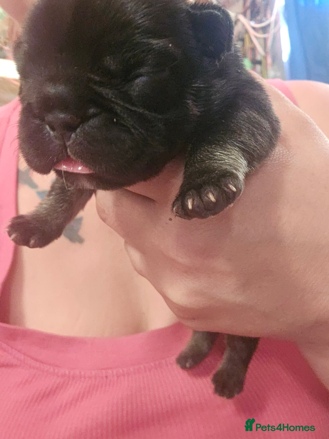 French Bulldog dogs for sale: Last make French bull dog pup - Image 4