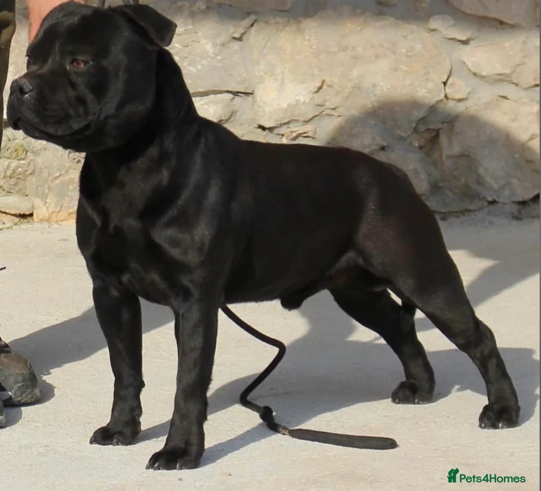 Staffordshire Bull Terrier dogs for stud: ULTIMATE BLACK CHAMPION STUD RAMPAGE in Airdrie - Advert 5