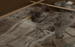 French Bulldog dogs for sale: 3 stunning merle female frenchies  - Advert 1