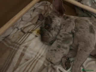 French Bulldog dogs 3 stunning merle female frenchies - Advert 1