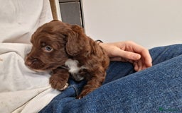 Cockapoo dogs for sale: ** BEAUTIFUL LITTER OF COCKAPOOS ** - Image 29