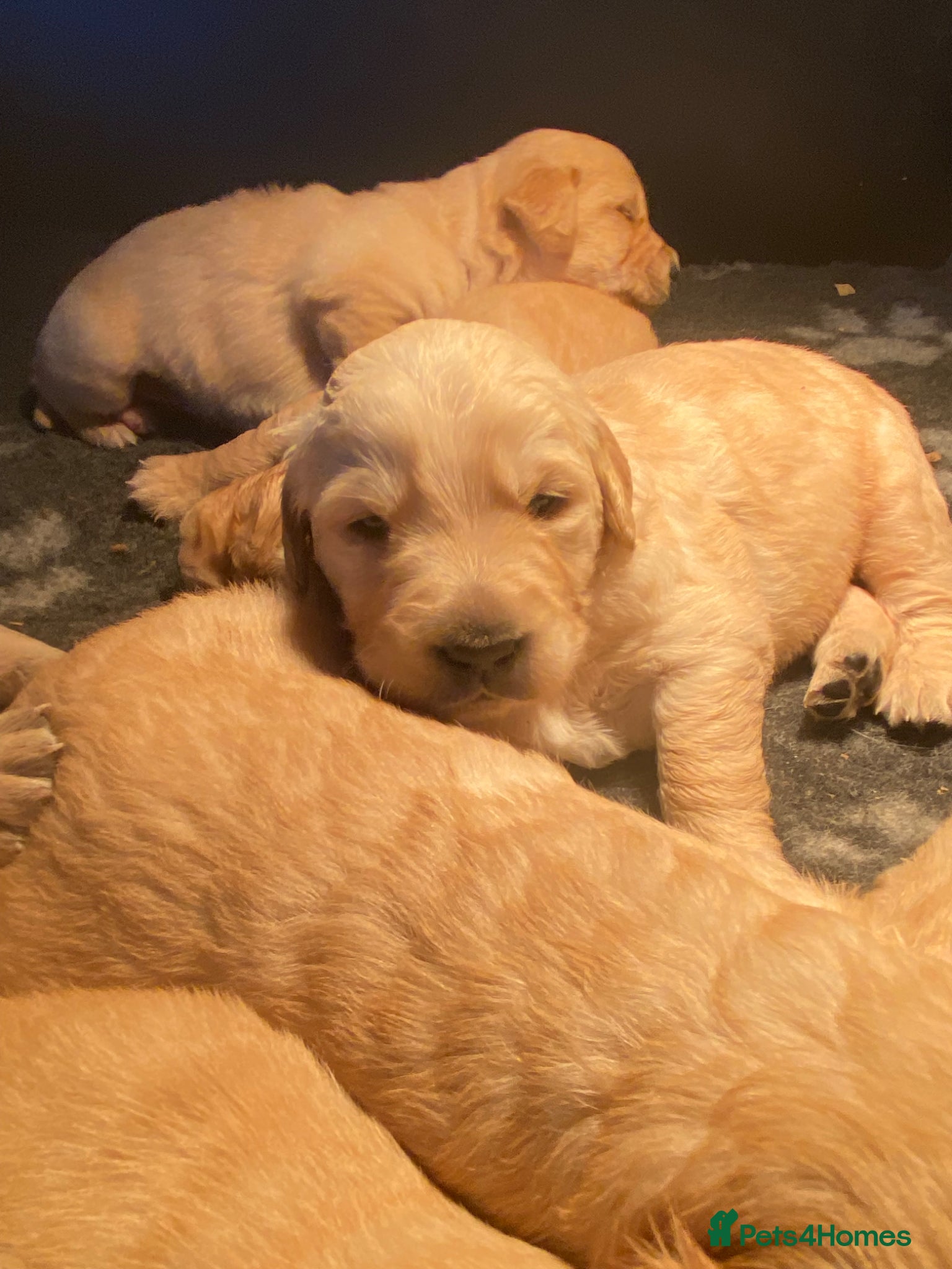 Goldador dogs Labrador x Golden Retriever puppies  - Advert 2