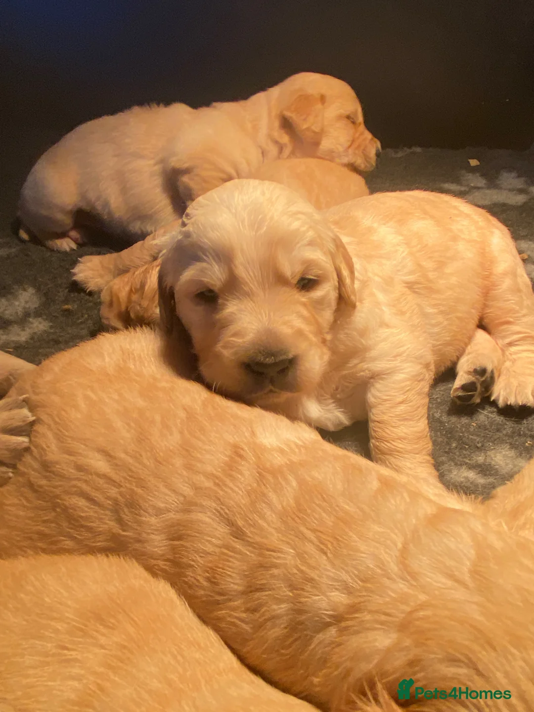 Goldador dogs for sale: Labrador x Golden Retriever puppies  - Advert 2