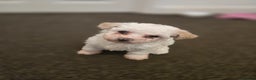 Maltese dogs for sale: Bichon Maltese Puppies,1 Male,2 Females,1 Mini Toy - Advert 1