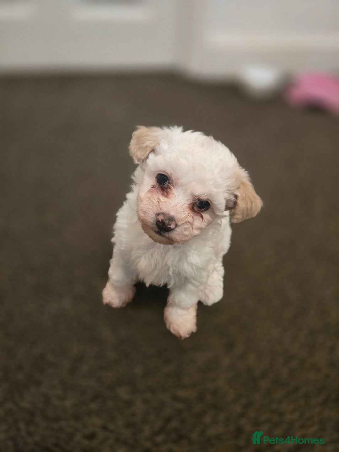 Maltese dogs for sale: Bichon Maltese Puppies,1 Male,2 Females,1 Mini Toy - Advert 1
