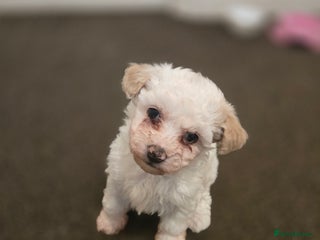 Maltese dogs Bichon Maltese Puppies,1 Male,2 Females,1 Mini Toy - Advert 2