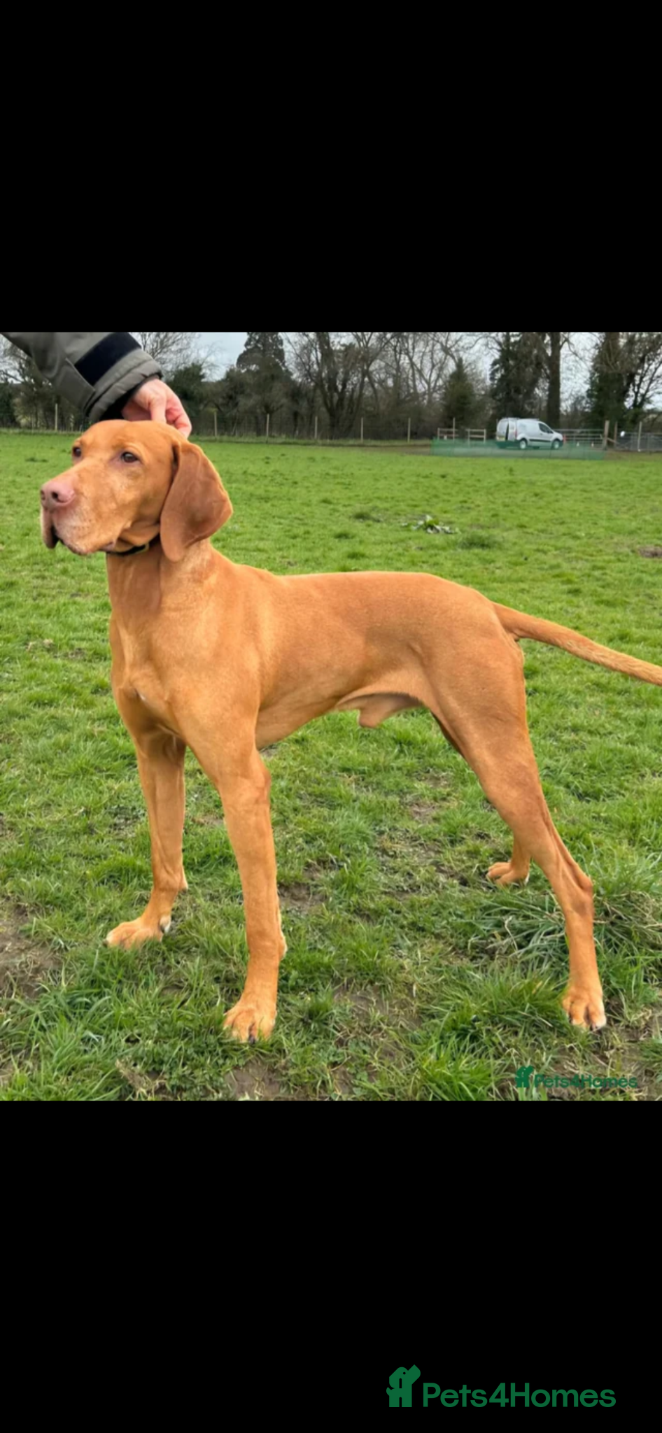 Hungarian Vizsla dogs for sale: Championship Bloodline Pedigree Hungarian Vizsla - Advert 18