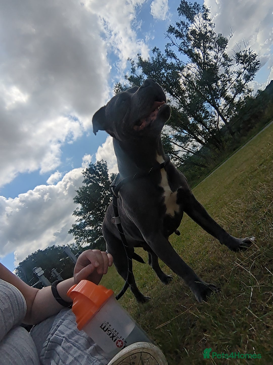 Staffordshire Bull Terrier dogs for sale: Gorgeous blu - Image 3