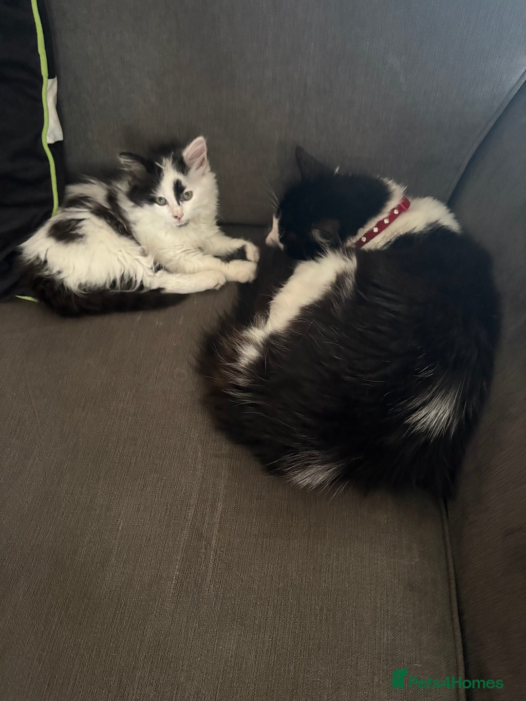 Mixed Breed cats for sale: Female Kitten - Image 5