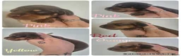 Miniature Dachshund dogs for sale: PRA CLEAR MINIATURE DACHSHUND GIRLS - Advert 1