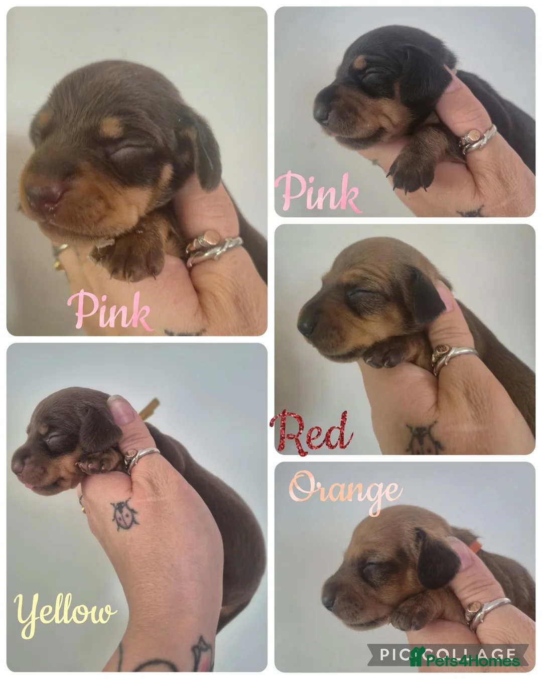 Miniature Dachshund dogs for sale: PRA CLEAR MINIATURE DACHSHUND GIRLS - Advert 1