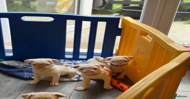 Pug dogs !!!! Reduced price!!!! 3 boys  - Advert 6