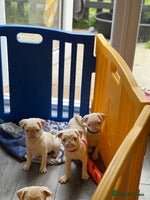Pug dogs !!!! Reduced price!!!! 3 boys - Advert 6