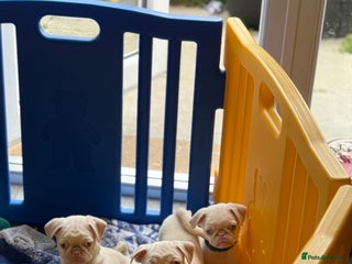 Pug dogs !!!! Reduced price!!!! 3 boys - Advert 4
