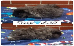 Guinea Pig rodents for sale: Guinea pig boars  - Image 1
