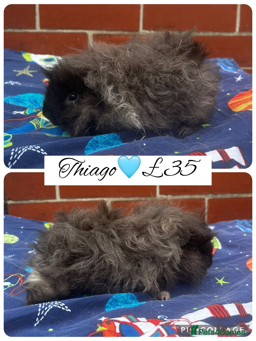 Guinea Pig rodents for sale: Guinea pig boars  - Image 1