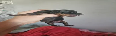Miniature Pinscher 6
