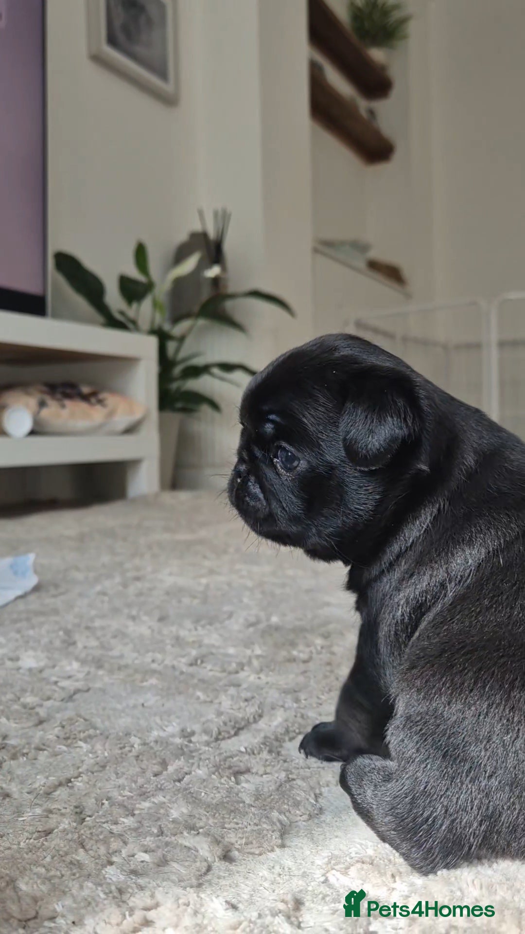 Pug dogs for sale: 2 pug puppies for sale - Image 7