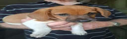 Jackapoo dogs for sale: JACKAPOO READY NOW. - Advert 8