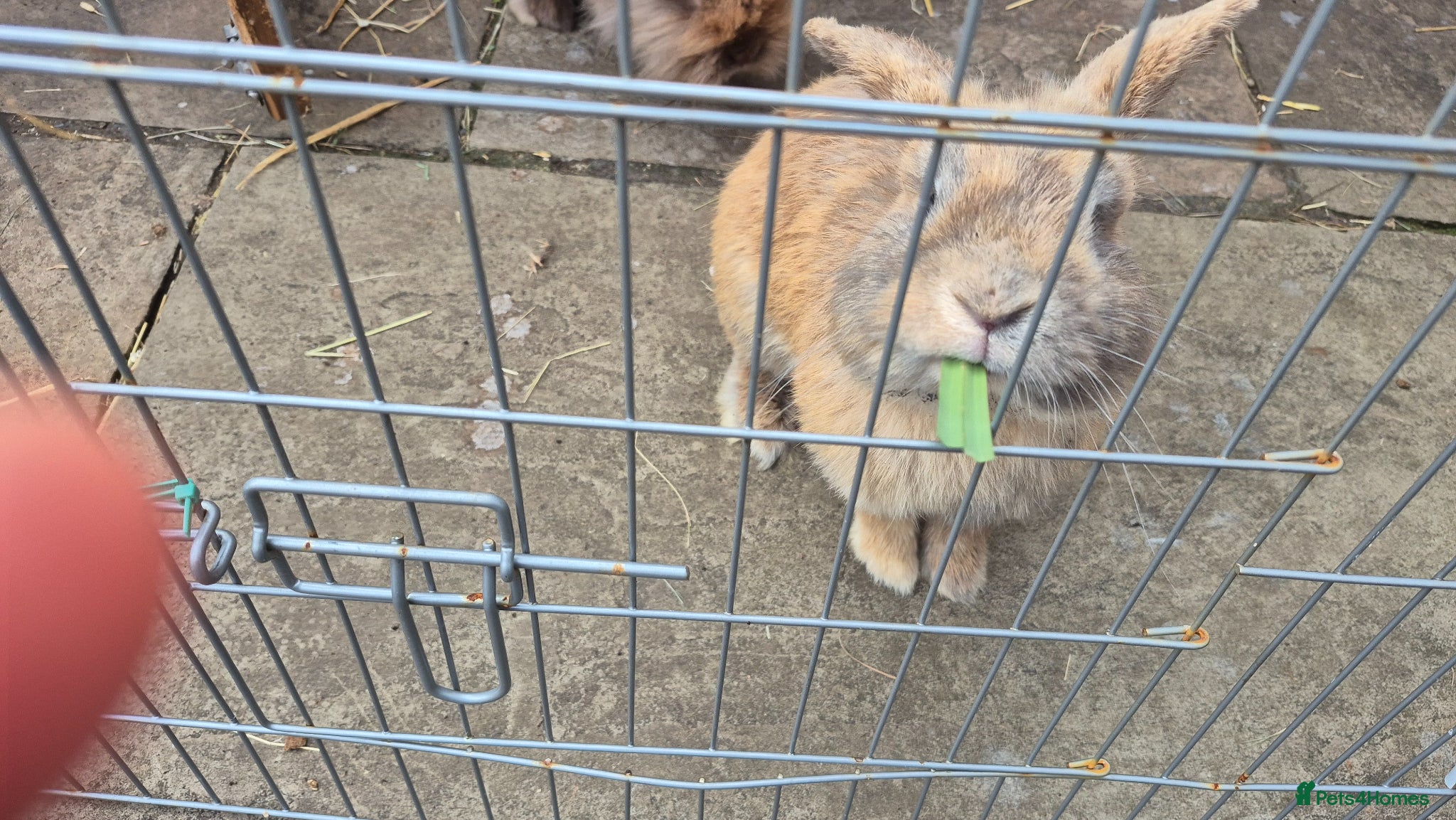 Mixed Breed rabbits Bonded pair male rabbits - Advert 3