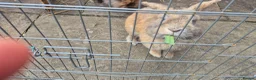 Mixed Breed rabbits for sale: Bonded pair male rabbits - Advert 1