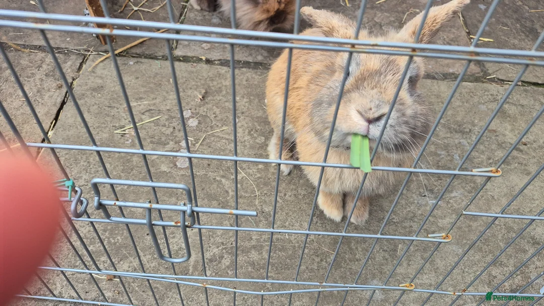 Mixed Breed rabbits for sale: Bonded pair male rabbits - Advert 1