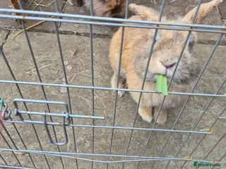 Mixed Breed rabbits Bonded pair male rabbits - Advert 3