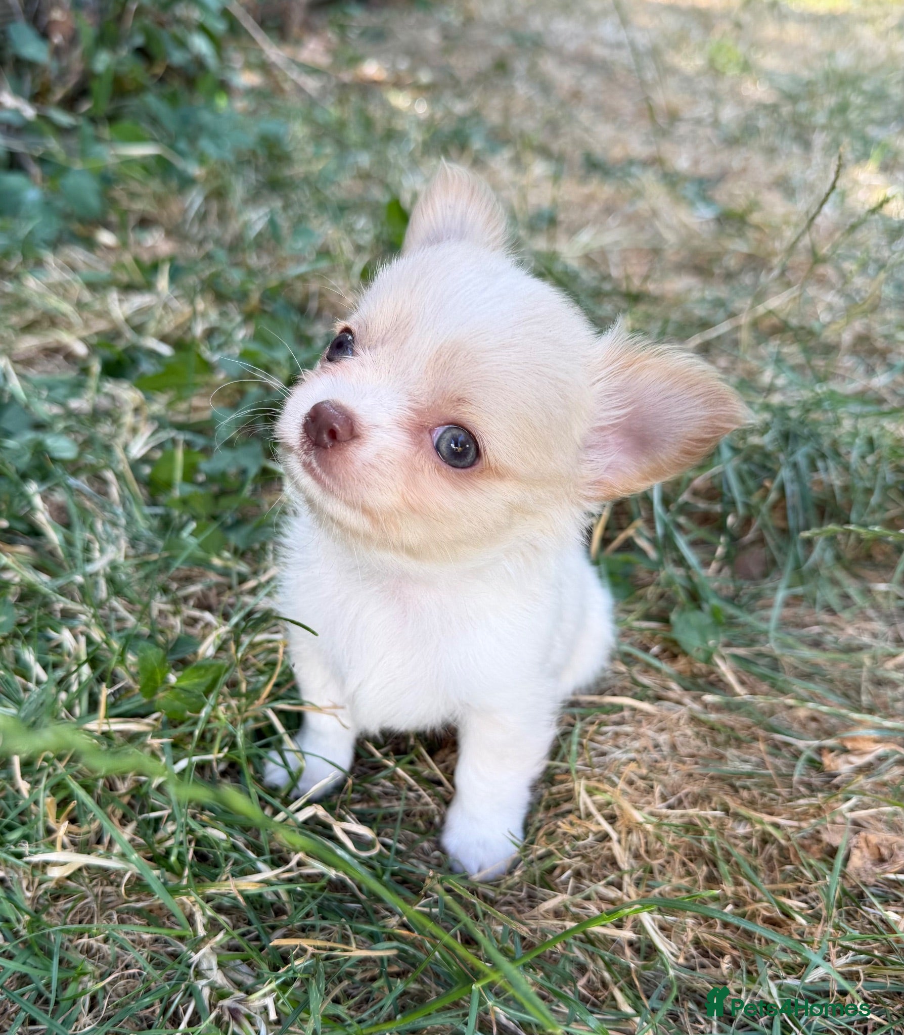 Chihuahua dogs Gorgeous Chihuahua boy puppie - Advert 5