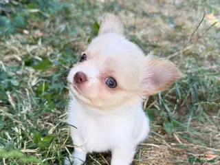 Chihuahua dogs Gorgeous Chihuahua boy puppie - Advert 5