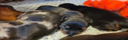 Miniature Dachshund dogs for sale: MINIATURE DACHSHUNDS TO FIND THEIR FOREVER HOME 🏡 - Advert 35