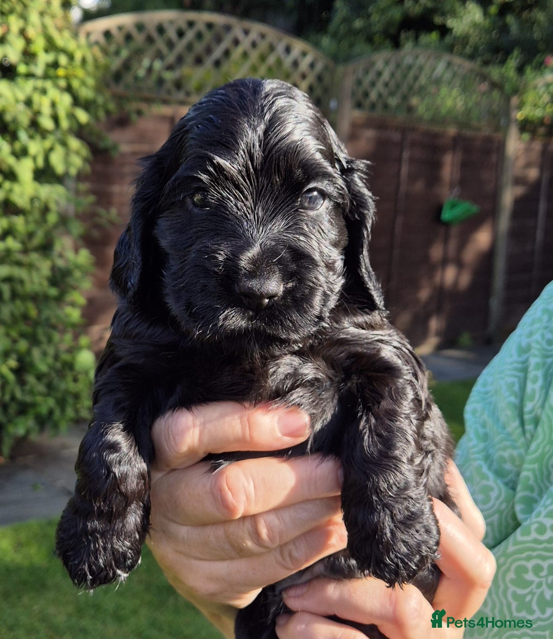 Cocker Spaniel dogs for sale: Show Type Cocker Spaniel Puppies - Image 5