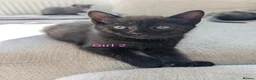 Mixed Breed cats for sale: 4 kittens for sale, ready to go - Advert 9